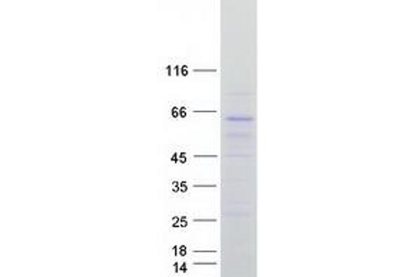 Arhgef9 Protein (Myc-DYKDDDDK Tag)