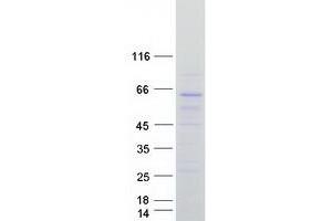 Validation with Western Blot (Arhgef9 Protein (Myc-DYKDDDDK Tag))