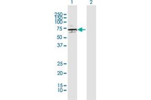 Western Blot analysis of ATP6V1H expression in transfected 293T cell line by ATP6V1H MaxPab polyclonal antibody.