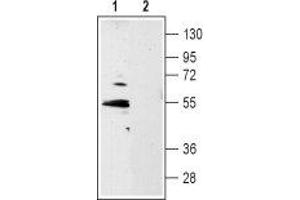 Western blot analysis of rat hippocampus lysate: - 1. (5HT1B Receptor antibody  (Extracellular, N-Term))