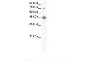 Image no. 1 for anti-DEAD (Asp-Glu-Ala-Asp) Box Polypeptide 50 (DDX50) (N-Term) antibody (ABIN202889) (DDX50 antibody  (N-Term))