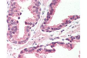 Anti-GPR126 antibody IHC of human prostate. (G Protein-Coupled Receptor 126 antibody  (N-Term))