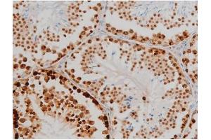 ABIN6267398 at 1/200 staining Mouse testis tissue sections by IHC-P.