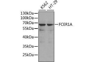Western blot analysis of extracts of various cell lines, using FCER1A antibody (ABIN3022489, ABIN3022490, ABIN1512901 and ABIN6218851). (Fc epsilon RI/FCER1A antibody  (AA 26-205))