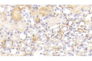 Detection of APOA1 in Mouse Kidney Tissue using Polyclonal Antibody to Apolipoprotein A1 (APOA1) (APOA1 antibody  (AA 25-264))
