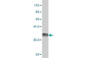 Western Blot detection against Immunogen (36. (CREG1 antibody  (AA 121-220))