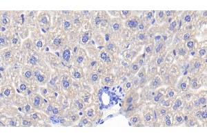 Detection of Hpt in Mouse Liver Tissue using Polyclonal Antibody to Haptoglobin (Hpt) (Haptoglobin antibody  (AA 118-281))