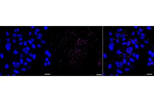 Immunocytochemical staining of HepG2 cells with Interferon beta 1 antibody (ABIN7799092), 1:1,000). (Recombinant IFNB1 antibody)