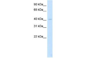 WB Suggested Anti-LDB2 Antibody Titration:  2. (LIM Domain Binding 2 Protein antibody  (N-Term))