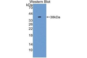 Western Blotting (WB) image for anti-Neuregulin 4 (NRG4) (AA 1-62) antibody (ABIN3205379) (Neuregulin 4 antibody  (AA 1-62))