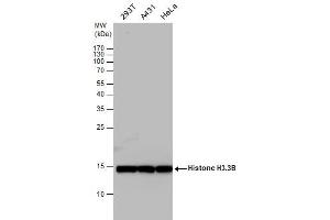 WB Image Histone H3. (Histone H3.3B antibody  (full length))