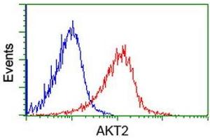 Image no. 1 for anti-V-Akt Murine Thymoma Viral Oncogene Homolog 2 (AKT2) antibody (ABIN1496565) (AKT2 antibody)