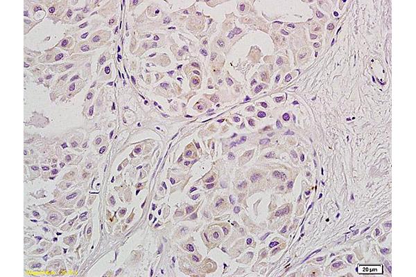 STRA8 antibody  (AA 201-300)