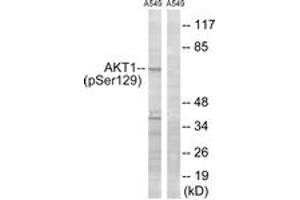 Western blot analysis of extracts from A549 cells treated with PMA 125ng/ml 30', using Akt (Phospho-Ser129) Antibody. (AKT1 antibody  (pSer129))