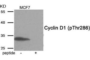 Western blot analysis of extracts from MCF7 tissue using Cyclin D1 (Phospho-Thr286) antibody. (Cyclin D1 antibody  (pThr286))