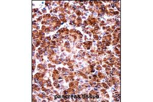 USO1 Antibody (C-term) ((ABIN657956 and ABIN2846901))immunohistochemistry analysis in formalin fixed and paraffin embedded human pancreas tissue followed by peroxidase conjugation of the secondary antibody and DAB staining.