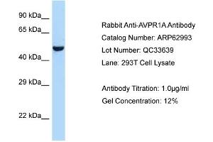 Western Blotting (WB) image for anti-Arginine Vasopressin Receptor 1A (AVPR1A) (C-Term) antibody (ABIN2789327) (AVPR1A antibody  (C-Term))