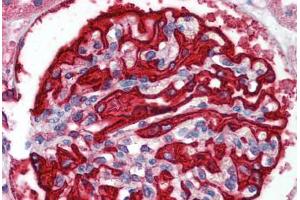 Human Kidney: Formalin-Fixed, Paraffin-Embedded (FFPE) (FBXW7 antibody  (C-Term))