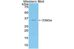 Western Blotting (WB) image for anti-Tubulin, beta 1 (TUBB1) (AA 182-437) antibody (ABIN1860884) (TUBB1 antibody  (AA 182-437))