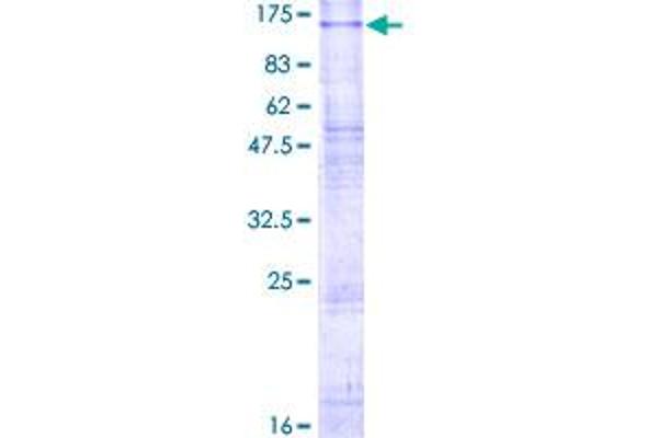 CLCN6 Protein (AA 1-869) (GST tag)