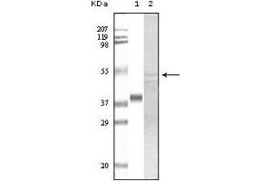 Western blot analysis using GSK3 alpha mouse mAb against truncated GSK3 alpha recombinant protein (1) and A549 cell lysate (2).