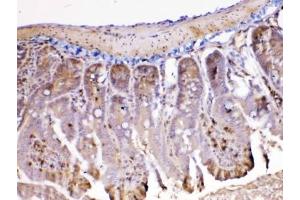 IHC testing of FFPE mouse intestine tissue with Ada antibody at 1ug/ml. (ADA antibody  (AA 2-241))
