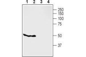 Western blot analysis of rat pancreas (lanes 1 and 3) and mouse MS1 cells (lanes 2 and 4): - 1,2. (G Protein-Coupled Receptor 119 antibody  (2nd Cytoplasmic Loop))