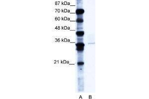 WB Suggested Anti-PCGF4 Antibody Titration:  0. (BMI1 antibody  (C-Term))