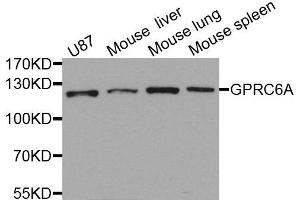 Western blot analysis of extracts of various cells, using GPRC6A antibody. (GPRC6A antibody)