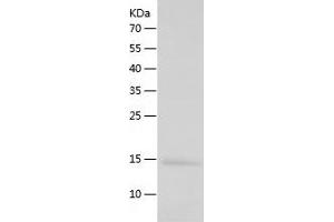 Western Blotting (WB) image for Polymerase (RNA) III (DNA Directed) Polypeptide K, 12.3 KDa (POLR3K) (AA 1-108) protein (His tag) (ABIN7124527) (POLR3K Protein (AA 1-108) (His tag))