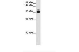 Image no. 2 for anti-Actinin, alpha 2 (ACTN2) (C-Term) antibody (ABIN204968)