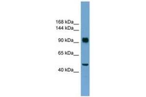Image no. 1 for anti-Retinoblastoma Protein (Rb Protein) (N-Term) antibody (ABIN6745232) (Retinoblastoma Protein (Rb) antibody  (N-Term))