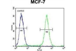 Flow cytometric analysis of MCF-7 cells using QTRTD1 Antibody (C-term) Cat. (QTRTD1 antibody  (C-Term))