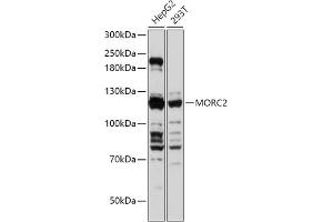 Western blot analysis of extracts of various cell lines, using MORC2 antibody (ABIN7268683) at 1:1000 dilution.