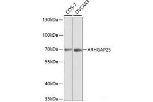 Western blot analysis of extracts of various cell lines using ARHGAP25 Polyclonal Antibody at dilution of 1:1000. (ARHGAP25 antibody)