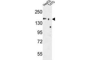 Western Blotting (WB) image for anti-Golgi Glycoprotein 1 (GLG1) antibody (ABIN3004342)