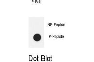 Dot blot analysis of anti-Phospho-IL6ST-Y905 Phospho-specific Pab on nitrocellulose membrane. (CD130/gp130 antibody  (pTyr905))
