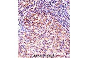 Immunohistochemistry (IHC) image for anti-Transcription Elongation Factor A Protein 1 (TCEA1) antibody (ABIN2998218) (TCEA1 antibody)