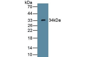 Detection of Recombinant WNT7B, Human using Polyclonal Antibody to Wingless Type MMTV Integration Site Family, Member 7B (WNT7B) (WNT7B antibody  (AA 216-349))