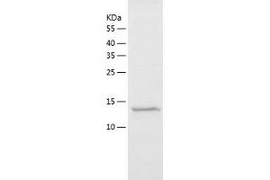 Western Blotting (WB) image for Polymerase (RNA) II (DNA Directed) Polypeptide J2 (POLR2J2) (AA 1-115) protein (His tag) (ABIN7124523) (POLR2J2 Protein (AA 1-115) (His tag))