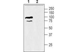 Western blot analysis of mouse kidney membranes: - 1. (SLC6A12 antibody  (Intracellular, N-Term))
