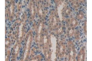 Detection of LPO in Rat Kidney Tissue using Polyclonal Antibody to Lactoperoxidase (LPO)