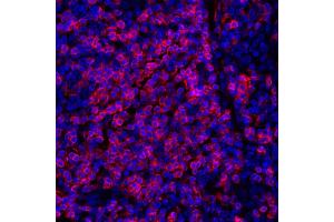 Immunofluorescence (IF) image for anti-CD247 Molecule (CD247) (C-Term) antibody (ABIN7454039)