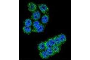 Confocal immunofluorescent analysis of DPP3 Antibody (C-term) Cat. (DPP3 antibody  (C-Term))