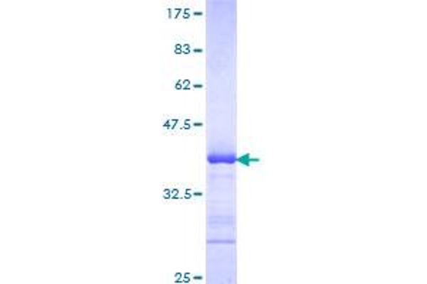 ADAM2 Protein (AA 376-475) (GST tag)