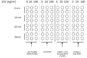 Image no. 2 for Signal Transducer and Activator of Transcription 3 (Acute-Phase Response Factor) (STAT3) ELISA Kit (ABIN1981839)