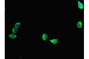 Immunofluorescent analysis of Hela cells using ABIN7145075 at dilution of 1:100 and Alexa Fluor 488-congugated AffiniPure Goat Anti-Rabbit IgG(H+L) (Aurora A antibody  (AA 1-131))