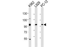 All lanes : Anti-STAT5A Antibody (C-term) at 1:2000 dilution Lane 1: K562 whole cell lysates Lane 2:  whole cell lysates Lane 3: PC-12 whole cell lysates Lysates/proteins at 20 μg per lane. (STAT5A antibody  (C-Term))