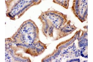 Immunohistochemistry (IHC) image for anti-Fucosyltransferase 1 (Galactoside 2-alpha-L-Fucosyltransferase, H Blood Group) (FUT1) (AA 134-164), (N-Term) antibody (ABIN3042410)