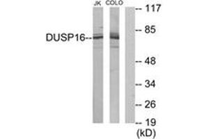 Western blot analysis of extracts from Jurkat/COLO205 cells, using DUSP16 Antibody. (DUSP16 antibody  (AA 571-620))